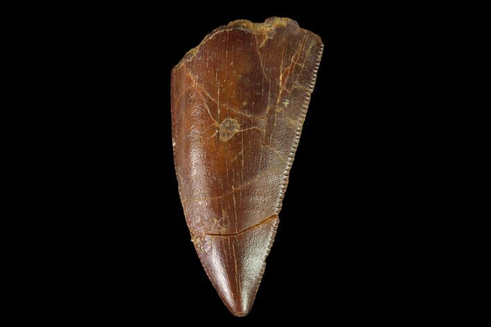 Serrated, Raptor Tooth - Real Dinosaur Tooth #139359